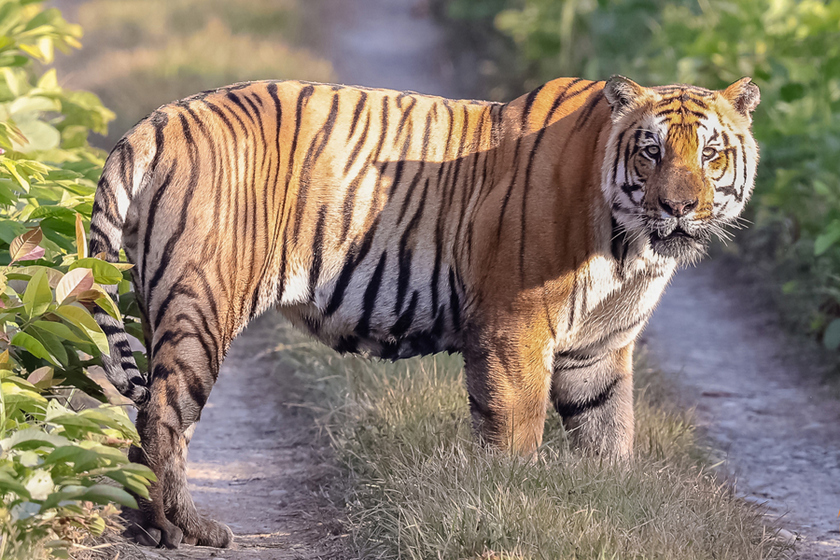 हात्ती चढेर गैंडा गन्न गएका कर्मचारीको बाघको आक्रमणमा मृत्यु