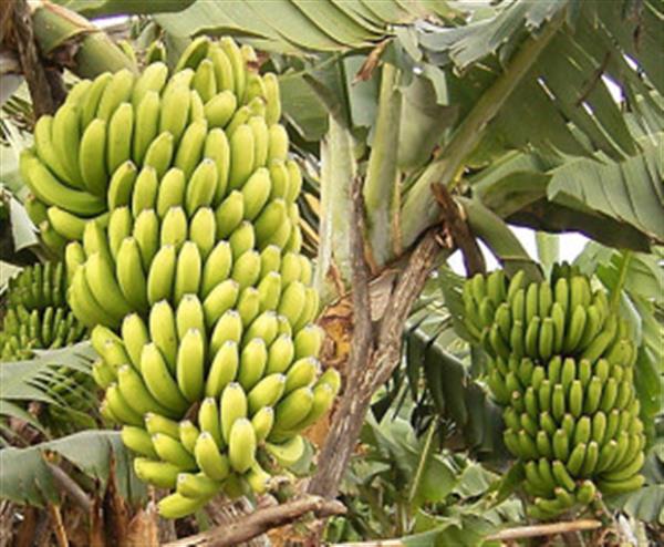 किसानले उचित बजार मूल्य पाएपछि व्यावसायिक केराखेतीमा आकर्षण बढे