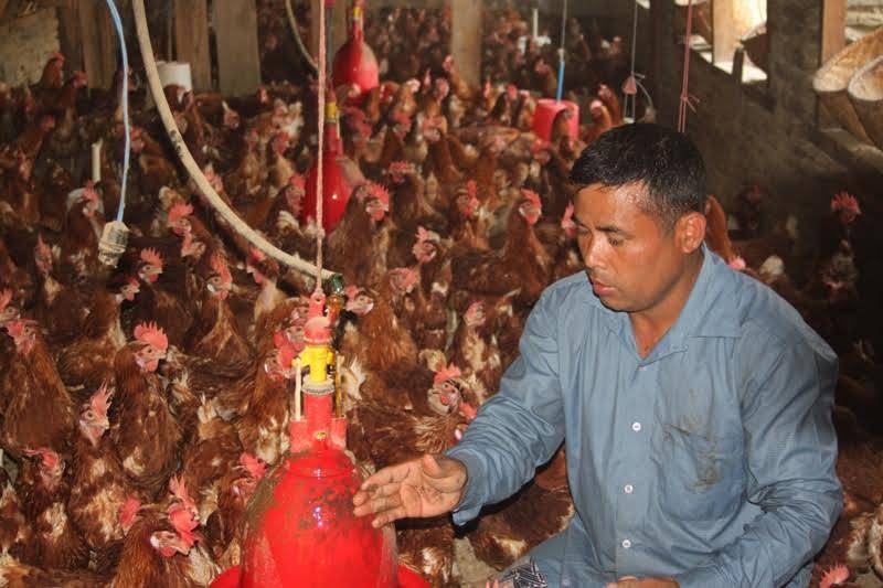 गुरुङले गरे म्याग्दीमा आफ्नै पौरखबाट रहरलाग्दो आम्दानी