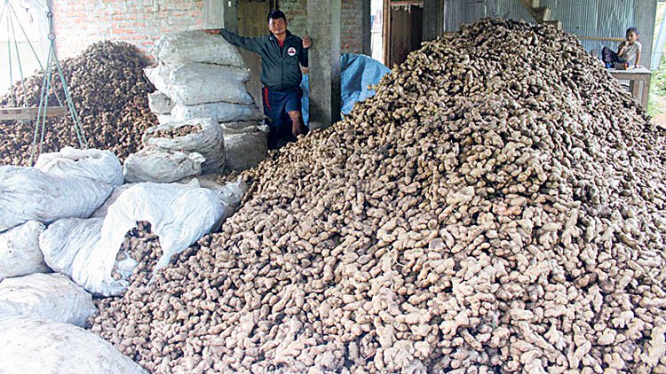भारतीय करले नेपाली अदुवा निर्यात रोकियो
