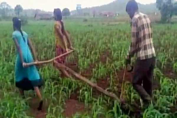 यी पिता यस कारण गोरुको साटो आफ्ना दुई छोरीलाई हलो जोताउँछन्