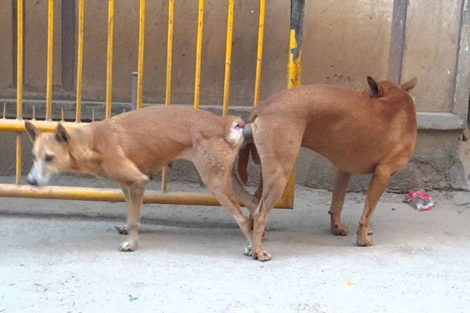 अब जान्नुहोस्, के कारणले कुकुर जहाँसुकै सम्भोग गरिरहेका भेटिन्छन्