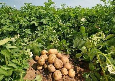 लगानी नउठेपछि आलु किसान चिन्तित