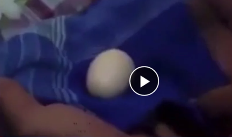 मानिसले अण्डा पारेपछि सबै चकित