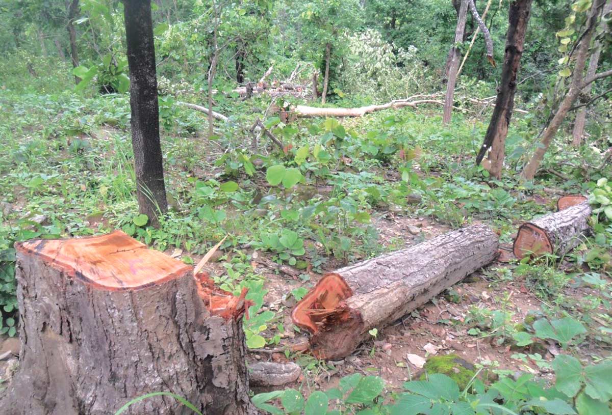 सामुदायिक वन उपभोक्ता समूह अध्यक्षकै मिलेमतोमा वन फँडानी
