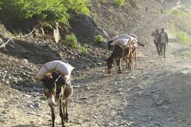 सिमिकोट डिपोमा नुनको अभाव नहुँदा पनि एक पोका नुन रु ७० तिर्न बाध्य हुम्लाबासी