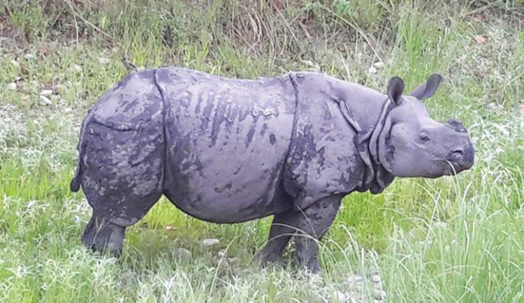 भारतीय जंगलमा पुगेका गैडालाई नेपाल फर्काउन एसएसबीले दिएन