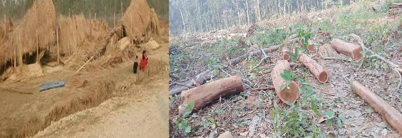सालको रुख काटेर मालामाल, सुकुम्बासीको उठिबास