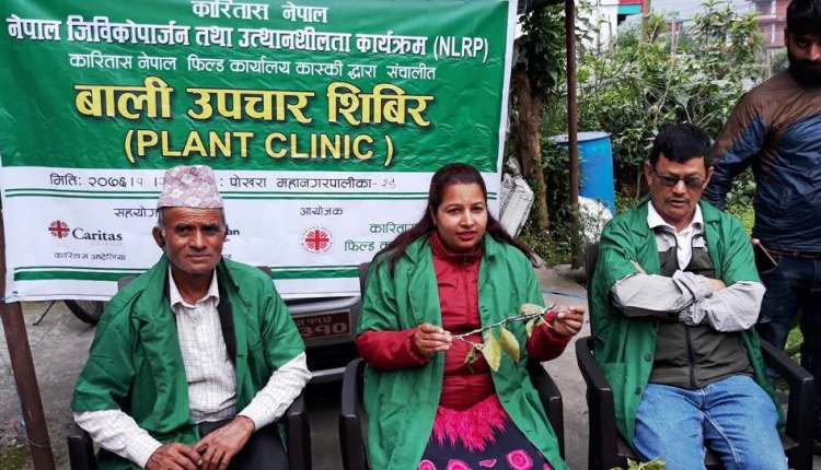 कारितास नेपालको सहयोगमा बाली उपचार शिविर