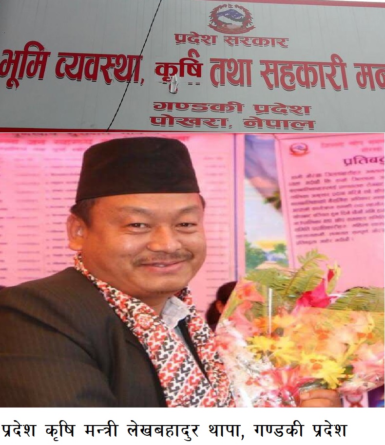 आफ्ना कार्यकर्तालाई अस्थायी जागीर खुवाउन ३८ अस्थायी कर्मचारीहरुको जागीर खोसुवा, सफल कृषि प्राविधिकहरुको पनि जागीर चट