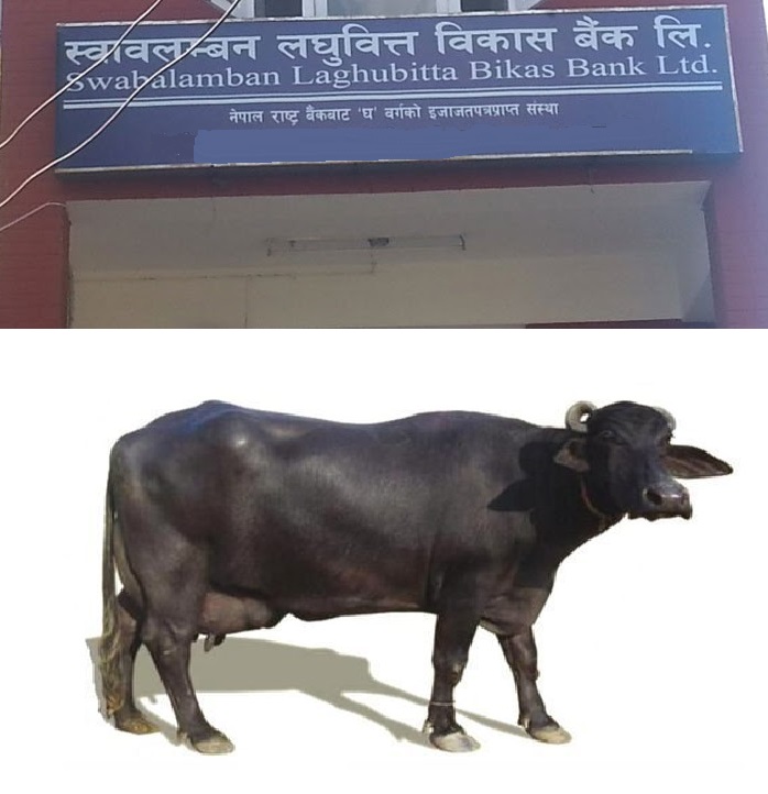 किस्ता तिर्न नसकेको भन्दै स्वावलम्वन बैंकद्वारा दत्त सार्कीको भैंसी जफत