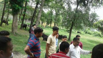 निकासी गर्न जम्मा गरिएका गाईगोरु