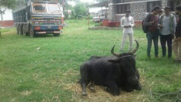 अबैध रुपमा पोखराबाट निकासी गाई गोरु