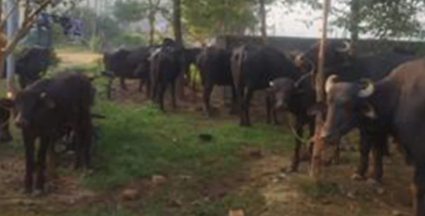 प्रहरीले १७ वटा भारतीय भैंसी नियन्त्रणमा लियो