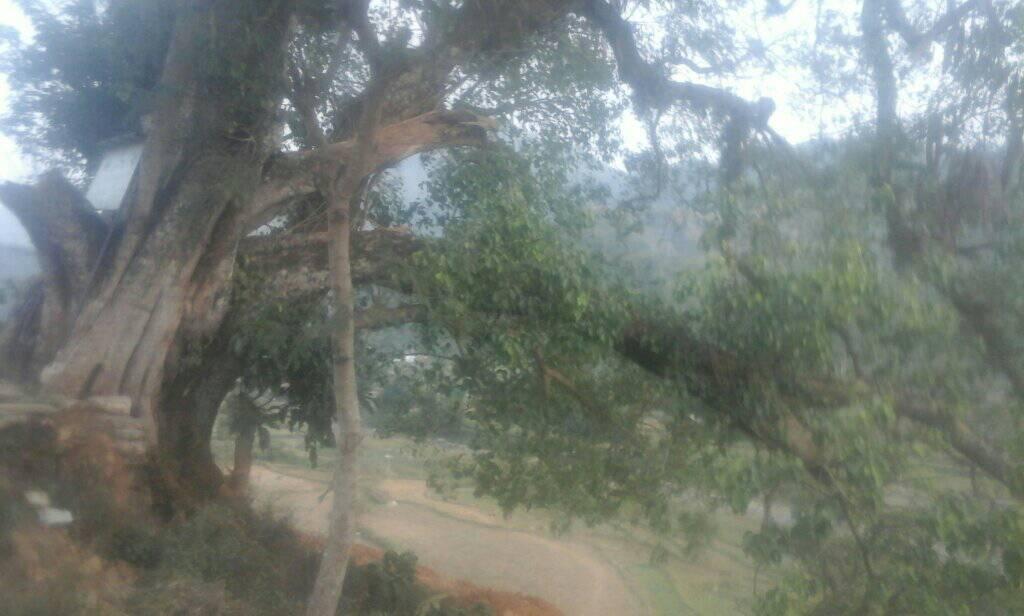 ऐतिहासिक लत्रेपिपलमा माफियाहरुको आँखा, कटान गर्न निबेदन