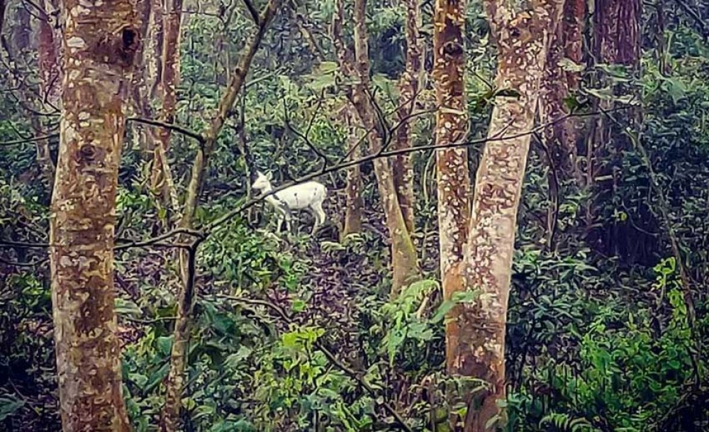 चितवनमा दुर्लभ सेतो चित्तल