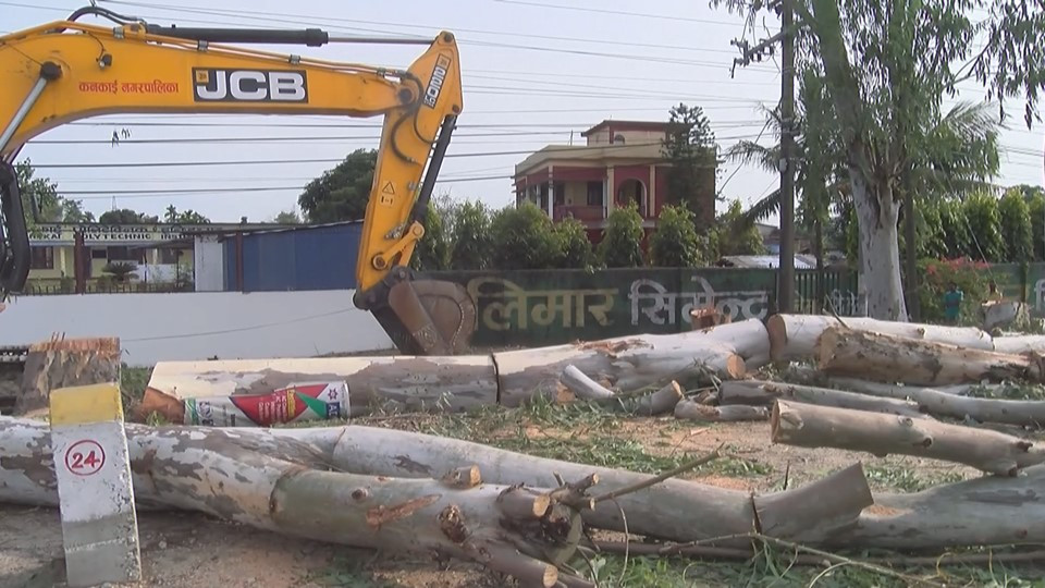 लक डाउनको मौका छोपी कनकाईका मेयरद्वारा कानुनबिपरित सडक छेउका चार वटा रुख कटान