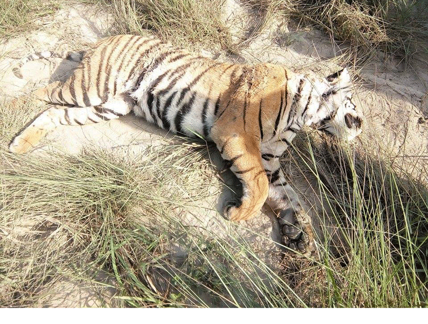 कुकुर, बिरालोपछि अब बाघमा पनि कोरोना संक्रमण