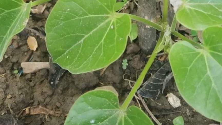 रोग प्रतिरोधी क्षमता वृद्धि गर्न सहयोग गर्ने वनस्पति गुर्जो रोपणका लागि वितरण अभियान तीव्र