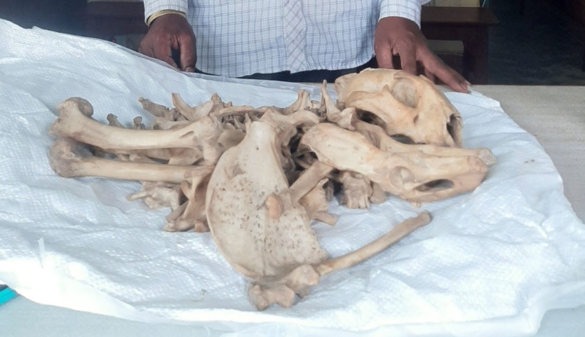 स्याङ्जाका केहरसिंह नेपाली बाघको हड्डीसहित पक्राउ