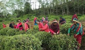 कानूनमा तोकिएकै मूल्य नपाउँदा किसान अलमलमा,