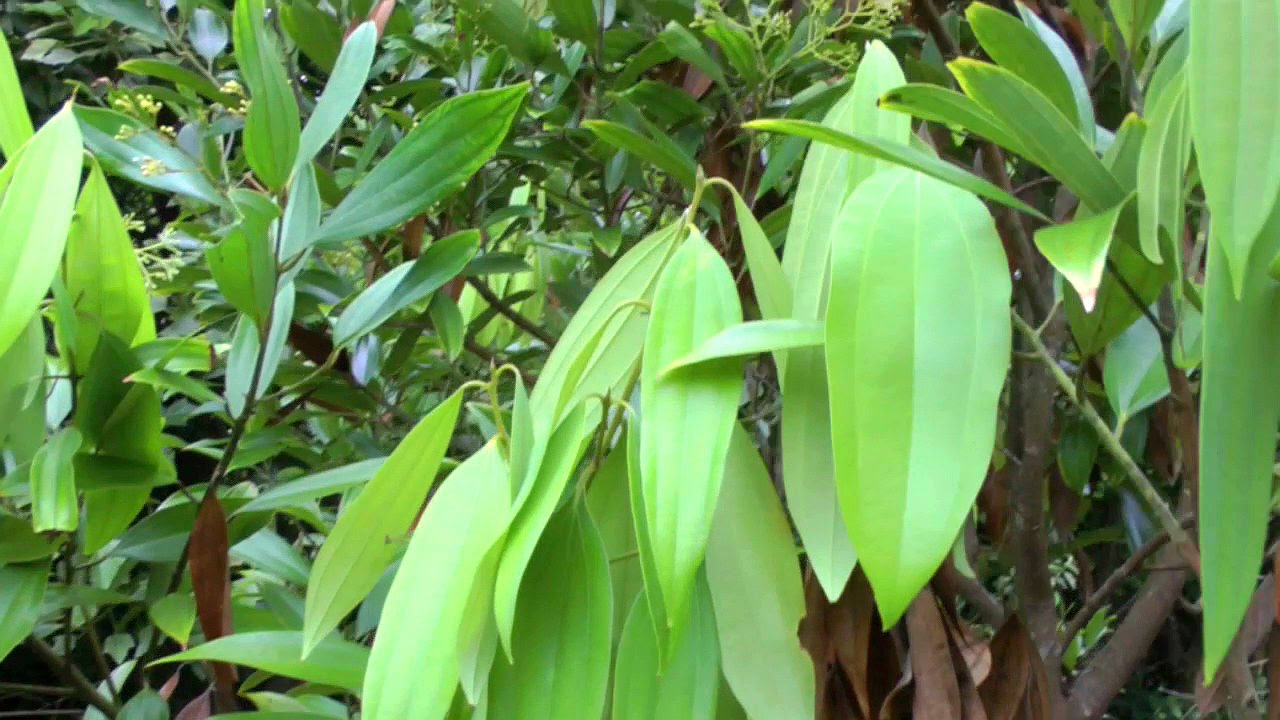 कोभिड १९ को महामारीले बजारमा असर परेपछि तेजपत्ता उत्पादन गर्दै आएका किसान मारमा