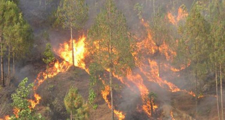 सामुदायिक वनमा लागेको डँडेलो निभाउने क्रममा गोरखामा एकजनाको मृत्यु