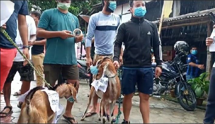 अष्ट्रेलियाको भनेर नवलपरासीको बाख्रा दिइएपछि बोकासहित युवाहरूले प्रदर्शन गरे