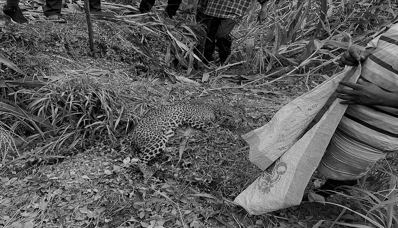 कास्कीको रुपामा बा’घको आक्र’मणबाट दुई युवा घा’इते, प्र’तिकारमा बा’घको मृ’त्यु 
