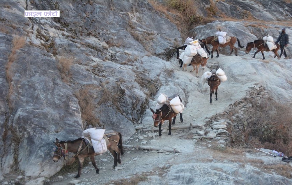 पहिरोले गोरखामा १६ वटा खच्चड पुरिए