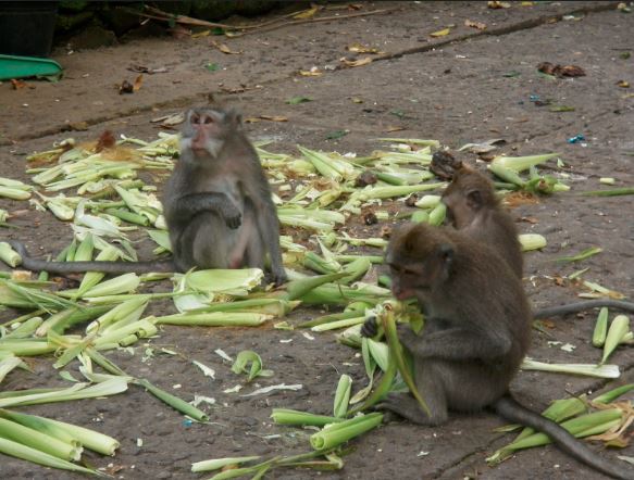 रोल्पामा बाँदर आतङ्क, स्थानीयवासी आतङ्कित