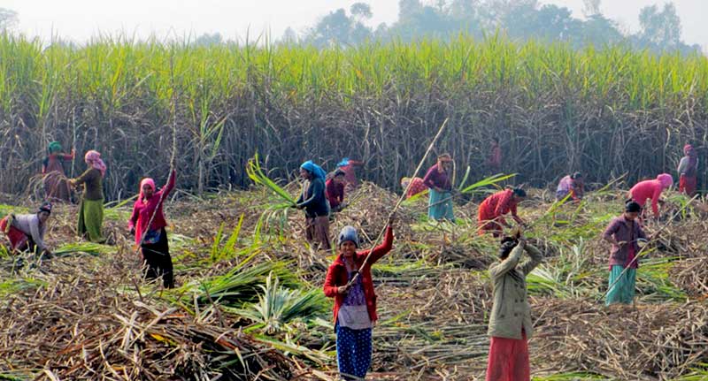 आन्दोलनको तयारीमा उखु किसान,बक्यौता रकम अझै पाएनन्