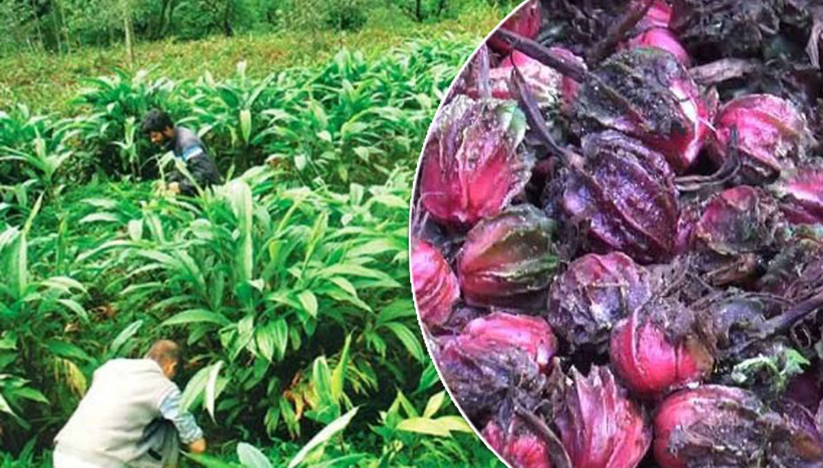 अलैँचीले राम्रो भा’उ पाउँदा किसान उ’त्साहित