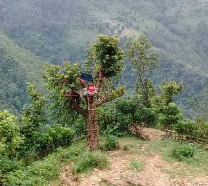 खोटाङमा अनलाइन कक्षा लिन रुखमा डेरा !