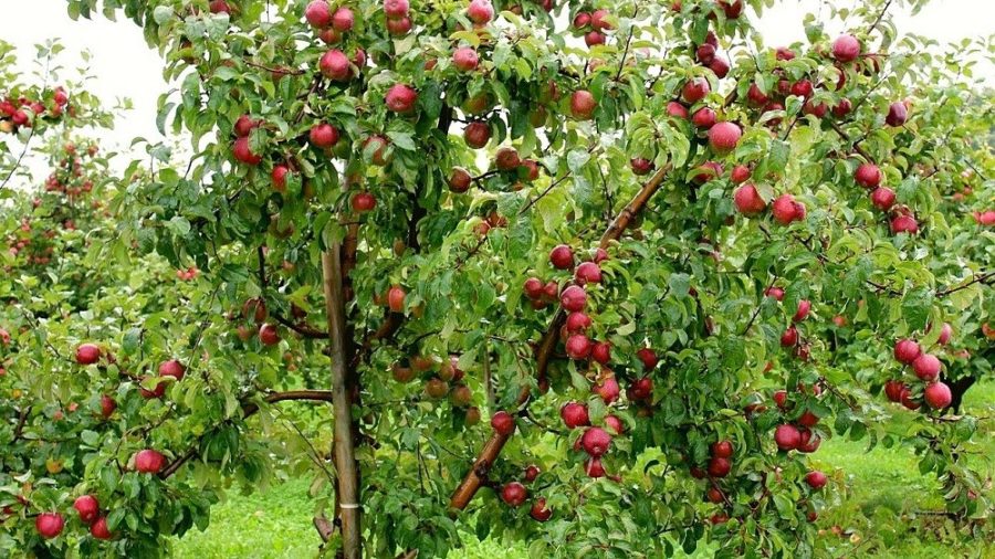 मुस्ताङमा व्यापारीको चहल’पहल ,असोज लागेपछि मात्रै स्याउ बजारमा आउने