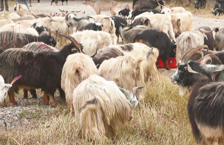 गुल्मी सदरमुकाम तम्घास भित्रिन थाले भेडा च्या’ङग्रा