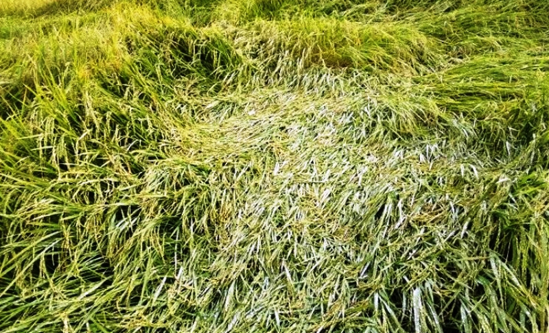 वर्षाले धानबाली सो’त्तर : किसान चि’न्तित
