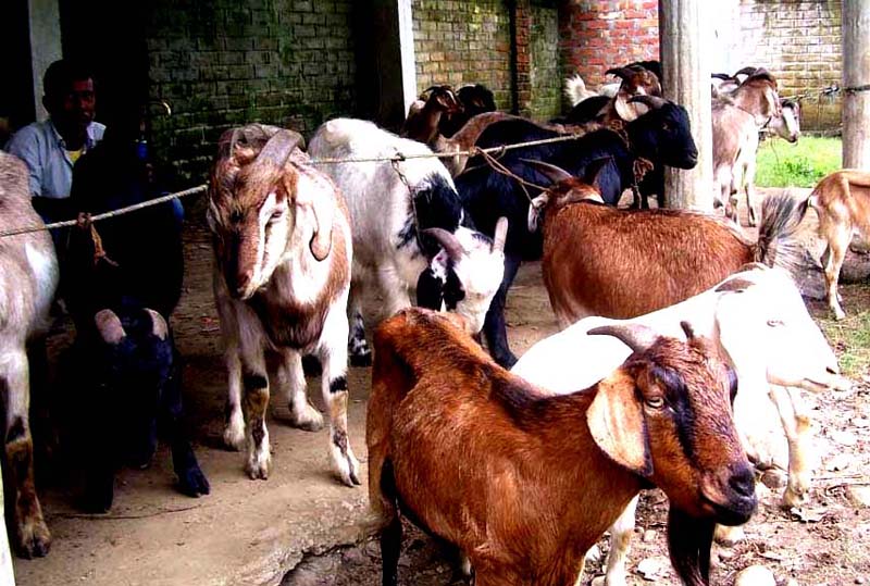 दशैँ ल’क्षित सहुलियत खसी’बोकाको बिक्री सुरु, कति छ मूल्य ?