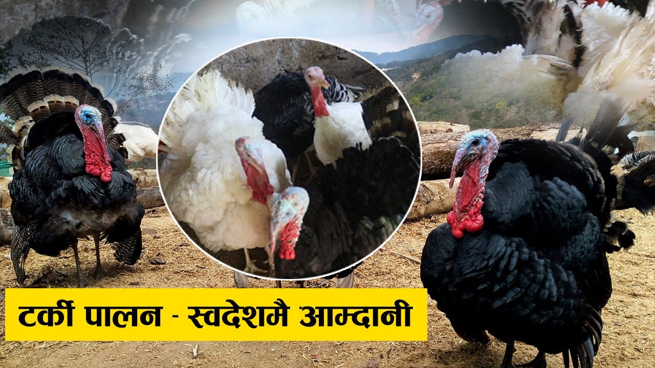 टर्कीपालनबाट मासिक डेढ लाख सम्म आम्दानी
