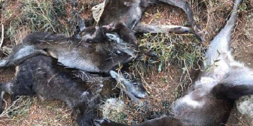 निच्जा जङ्गलमा पासो थापेर मारिएको पाँच मृग र फ्याउरो फेला परे
