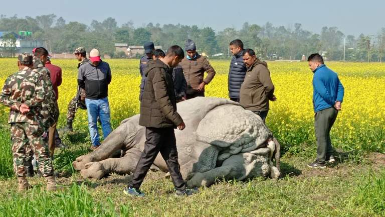चितवनको खेतमा गैंडा मृत भेटियो, मृत्युकोकारण खुल्न बाँकी
