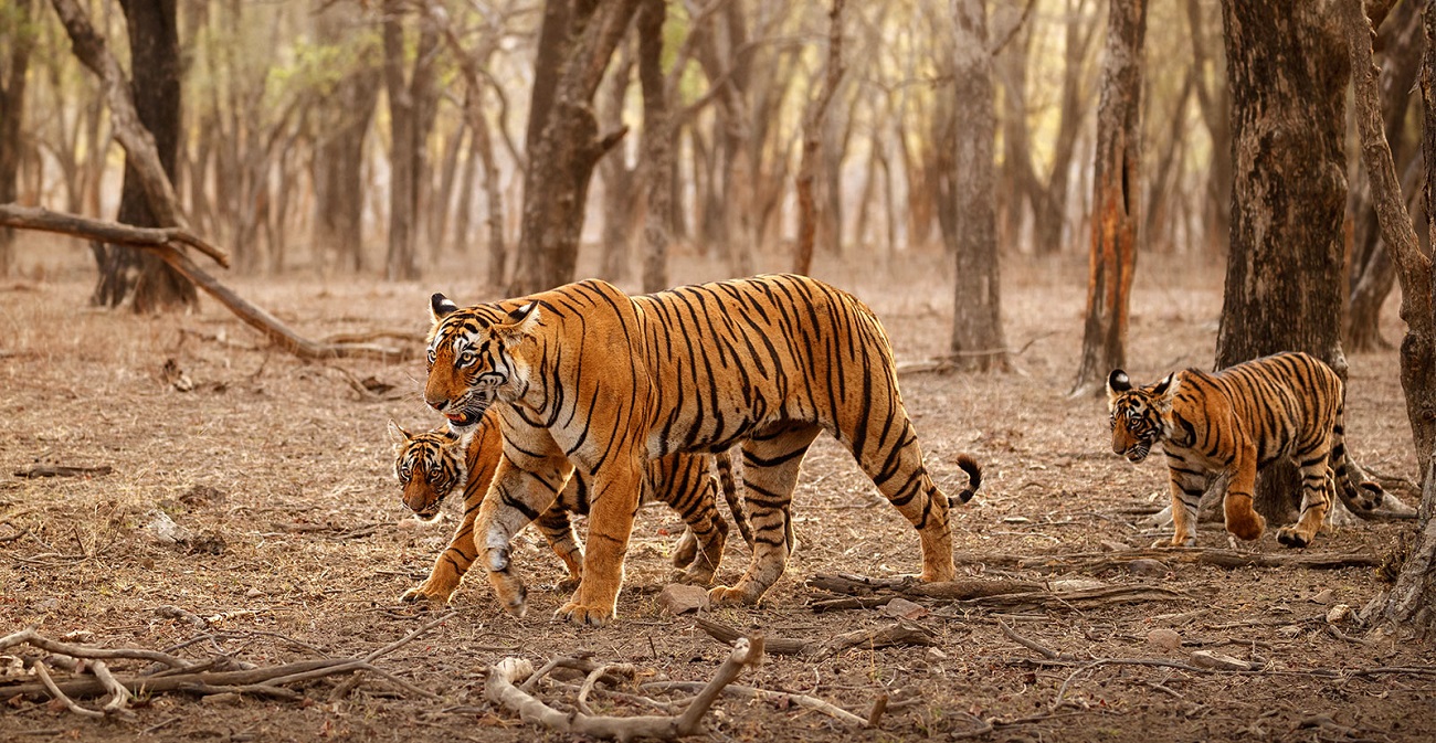 भारततिर बसाईं सर्न थालेपछि चितवन राष्ट्रिय निकुञ्जमा बाघ घटे