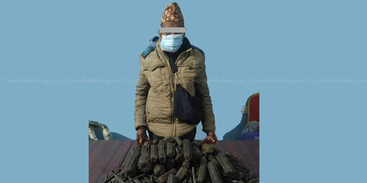 १३ किलो चरेशसहित कैलालीबाट ७० वर्षीय वृद्ध पक्राउ