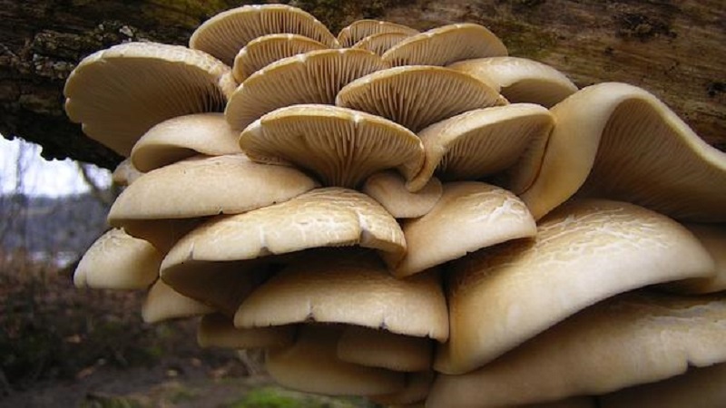 जङ्गली च्याउ खाँदा तनहुँमा एक महिलाको मृत्यु, दश जना बिरामी