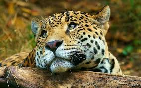 स्थानीयले मारे मान्छे आक्रमण गर्ने चितुवा