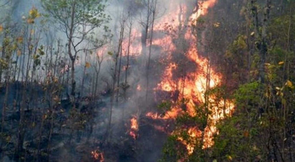 सामुदायिक वनमा आगो लगाउने चार जना अर्घाखाँचीबाट पक्राउ