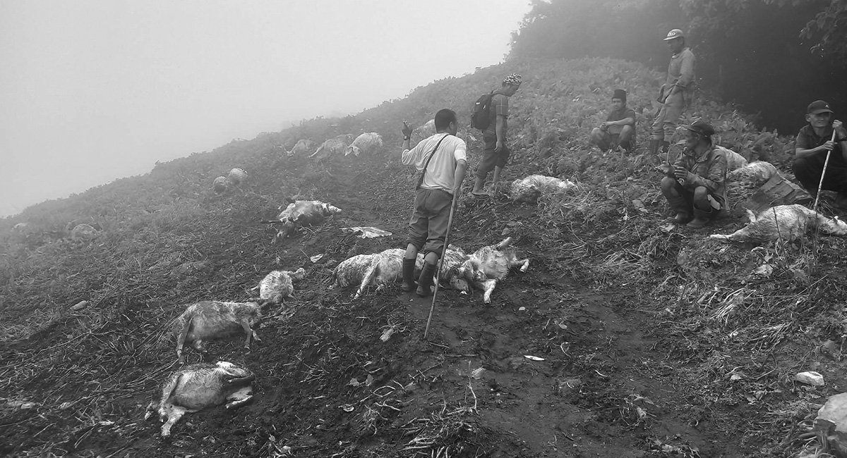 खर्कमा परेको चट्याङ लागेर ३९ वटा भेडा मरे