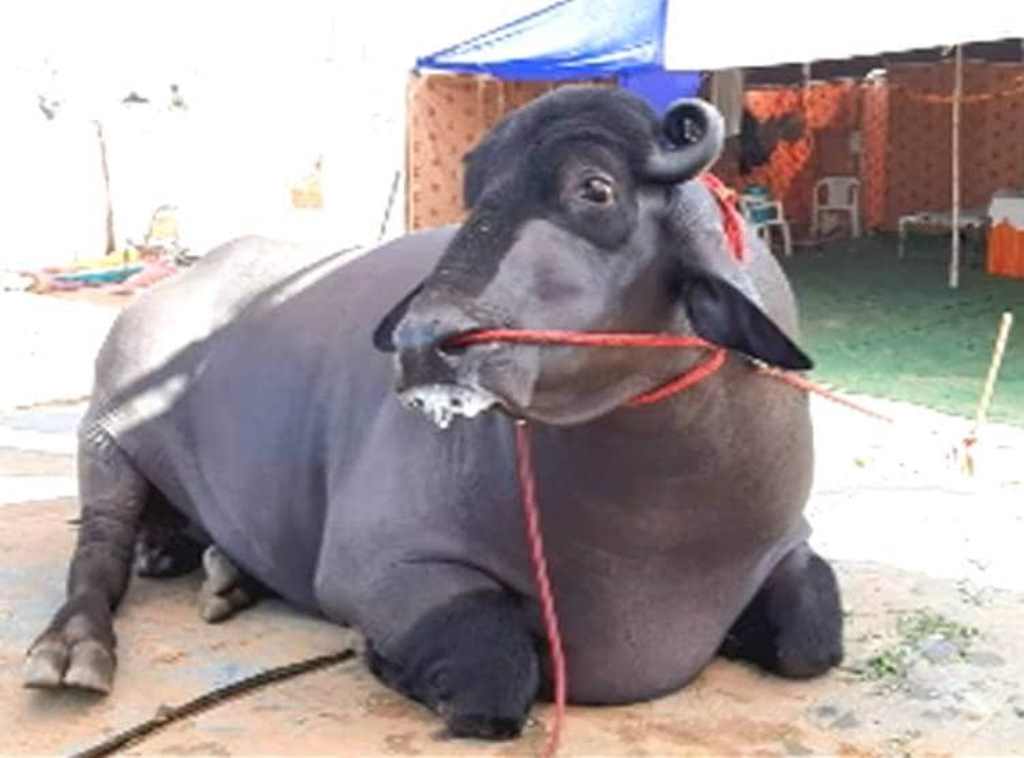ओरालोमा लड्न लागेको भैंसी बचाउन काँध थापेका वडा सचिवको च्यापिएर मृत्यु
