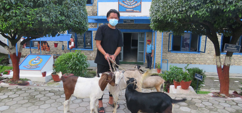 खसी चोरी गरेको आरोपमा लमजुङबाट पक्राउ परे कालु गुरुङ