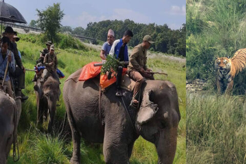 नरभक्षी बाघ समात्न हिडेको प्राबिधिक टोलीले बाघले खाएको अर्को शब भेट्यो